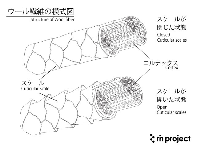 ウール繊維の構造